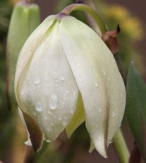 Yucca-Blüte-82.jpg